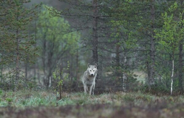 Beschermingsstatus wolf wordt verlaagd